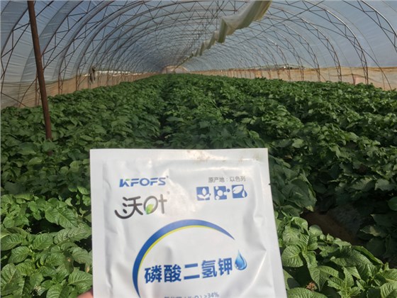 马铃薯栽培技术,掌握这些保高产(图4) 磷酸二氢钾-马铃薯使用沃叶磷酸二氢钾效果.png