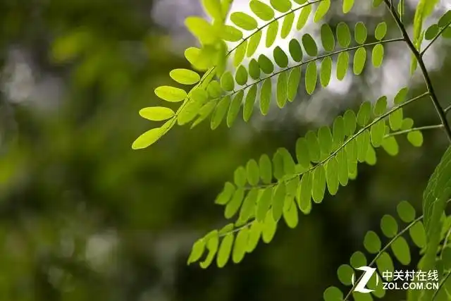 摄影爱好者必读 五种常见拍照技巧解析(图3) 数码单反摄影技巧大全_手机摄影技巧_虚化拍摄方法