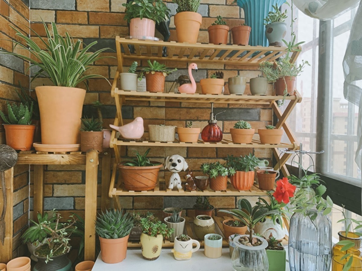 阳台多层花架上养植物，这样摆放，花草更旺盛