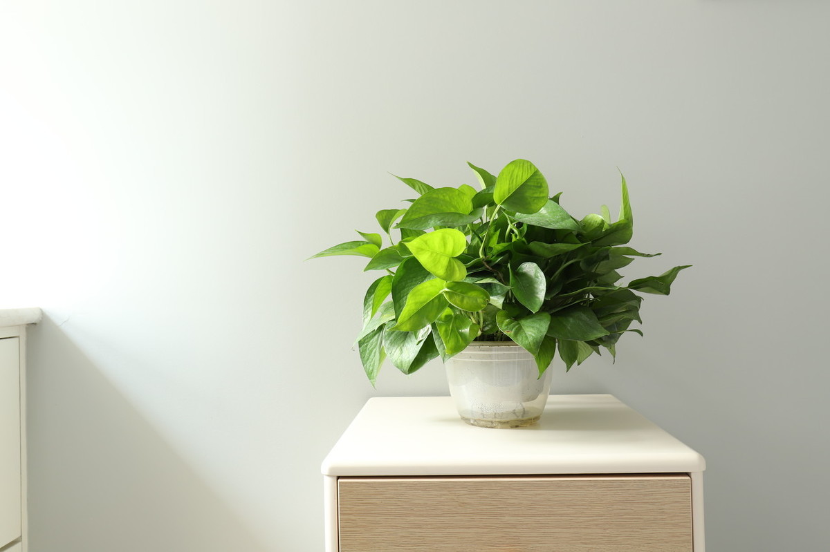 阳台多层花架上养植物,这样摆放,花草更旺盛(图6) 适合阳台花架的植物_阳台木花架_阳台花架植物摆放