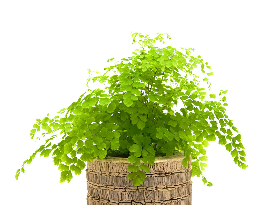 阳台多层花架上养植物,这样摆放,花草更旺盛(图7) 适合阳台花架的植物_阳台花架植物摆放_阳台木花架