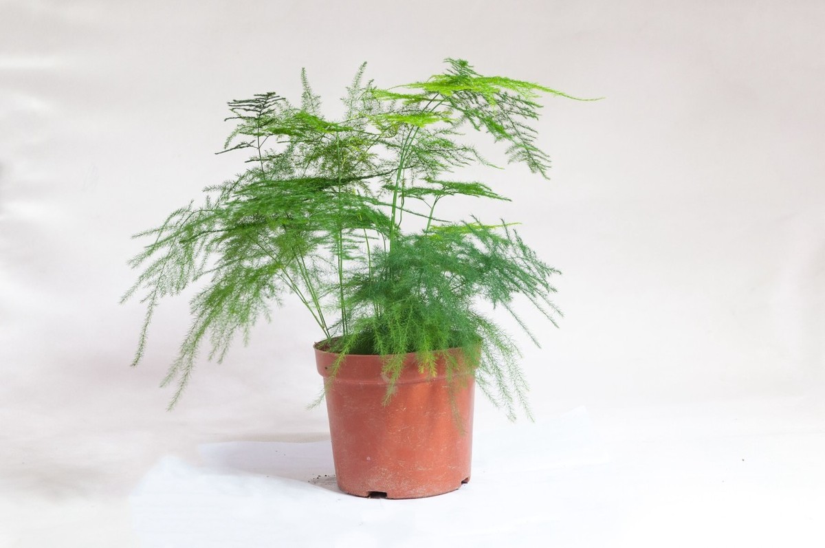 阳台多层花架上养植物,这样摆放,花草更旺盛(图8) 阳台木花架_阳台花架植物摆放_适合阳台花架的植物