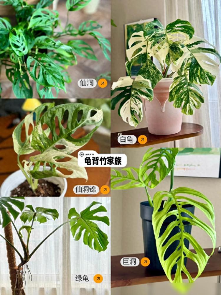 我用“中药柜”当花架，摆满30+盆植物，美翻整个阳台~