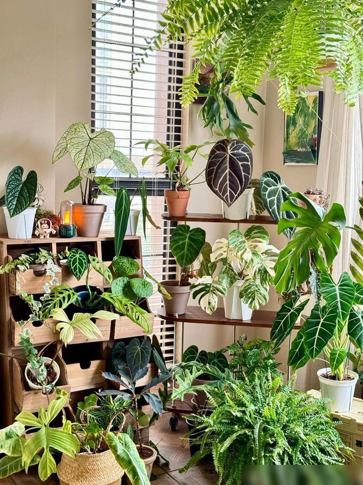 中药柜阳台植物摆放_阳台木花架_龟背竹鹿角蕨花烛养护