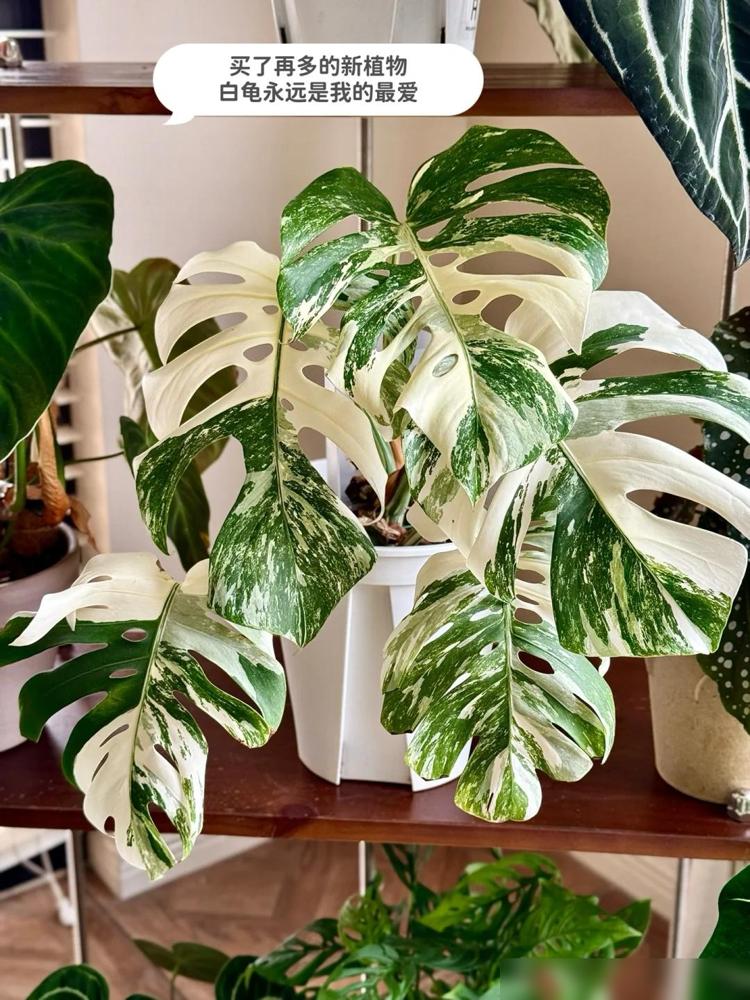 中药柜阳台植物摆放_龟背竹鹿角蕨花烛养护_阳台木花架