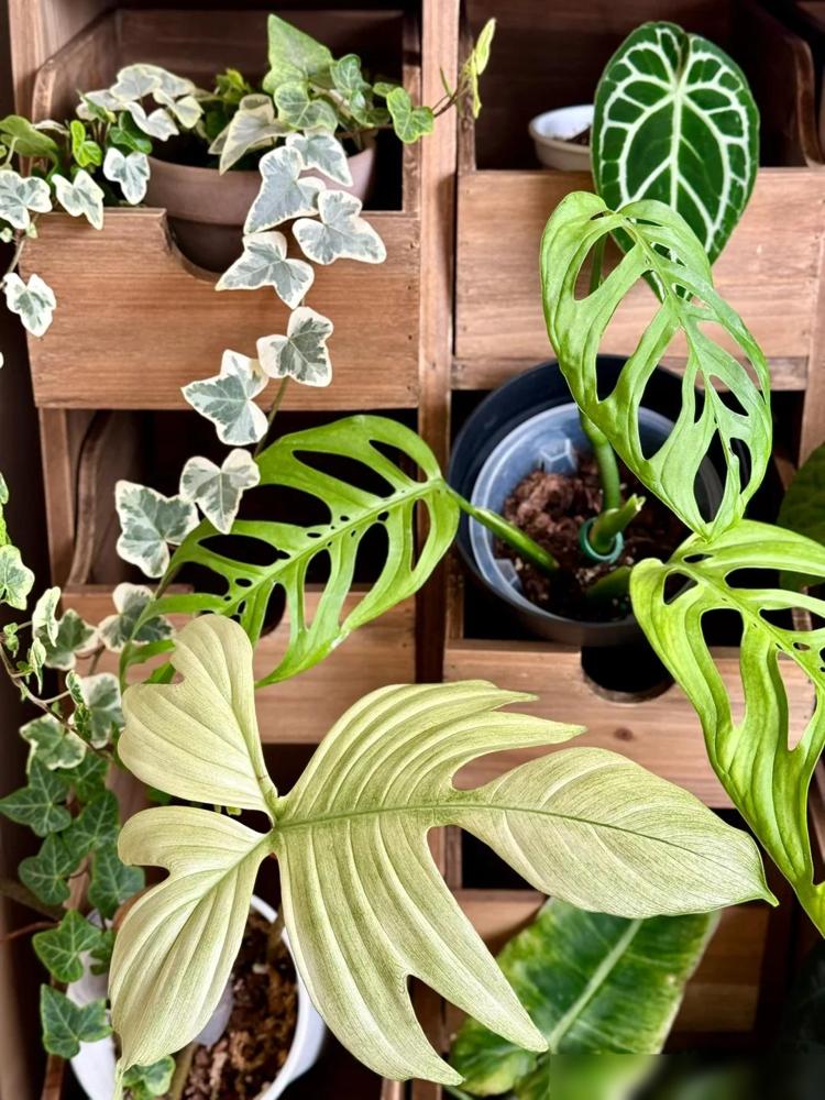 阳台木花架_中药柜阳台植物摆放_龟背竹鹿角蕨花烛养护