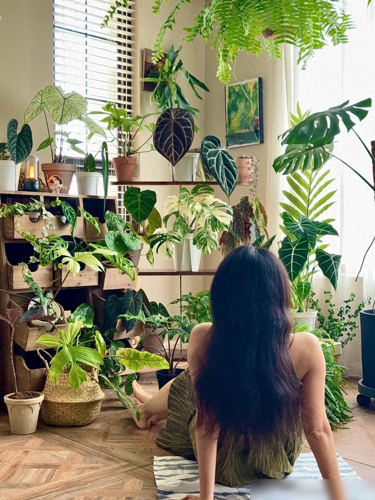 龟背竹鹿角蕨花烛养护_阳台木花架_中药柜阳台植物摆放