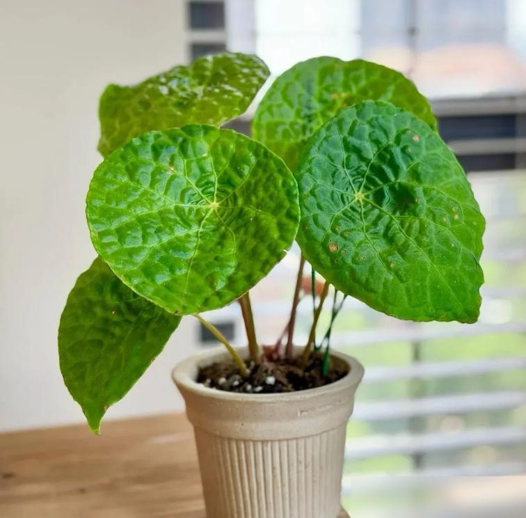 中药柜阳台植物摆放_阳台木花架_龟背竹鹿角蕨花烛养护