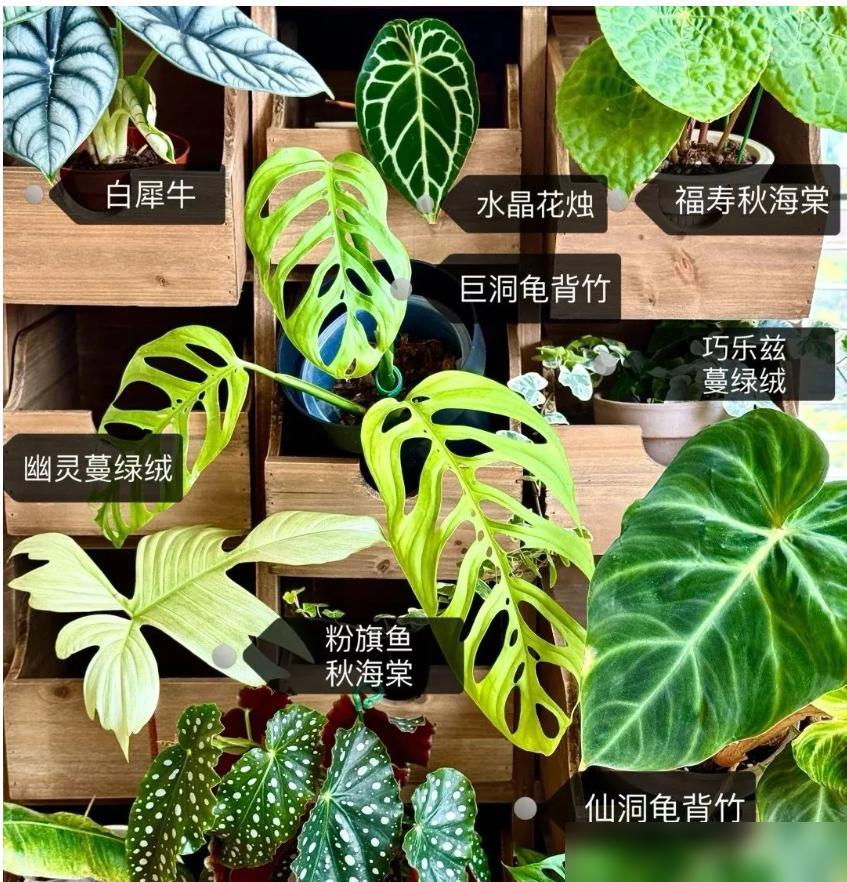中药柜阳台植物摆放_龟背竹鹿角蕨花烛养护_阳台木花架
