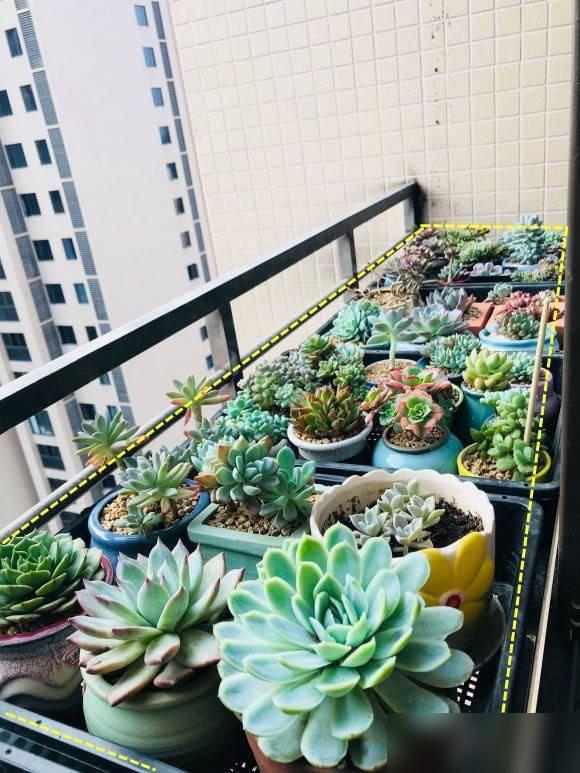 阳台木花架_楼上养花影响楼下生活怎么办_高层阳台外花架安全风险