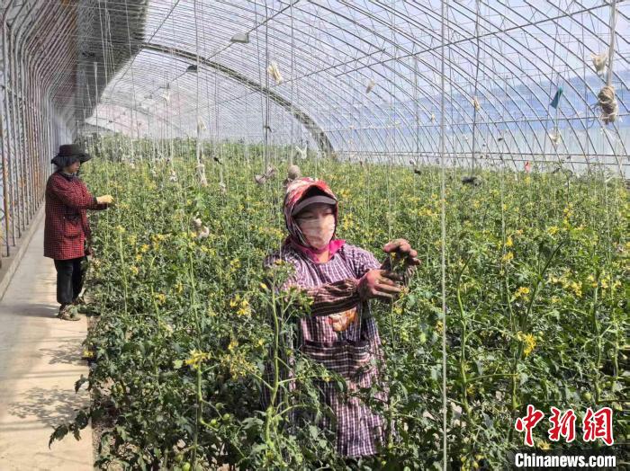 富锦有机蔬果种植基地_三江平原农业_富锦国家湿地公园