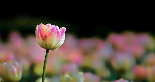 喜欢把“谢谢”挂在嘴边的人，往往是这3种人