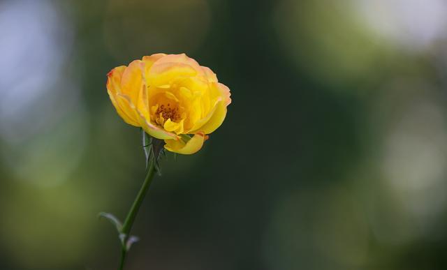 喜欢把“谢谢”挂在嘴边的人,往往是这3种人(图3) 人家说thank you怎么回答_认真说谢谢的人活得特别轻_大脑神经连接改变感恩