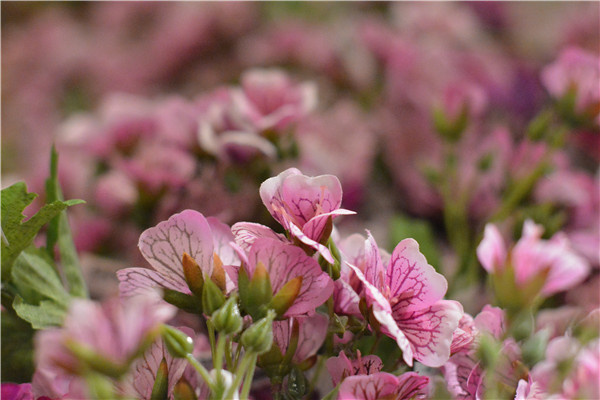 市场主流哪家强? 中低级单反横向大评测(图110) 对比
