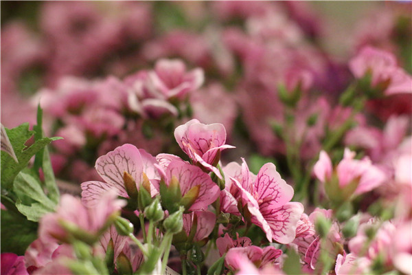 市场主流哪家强? 中低级单反横向大评测(图111) 对比