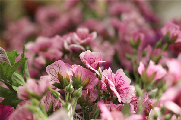 市场主流哪家强? 中低级单反横向大评测(图113) 对比