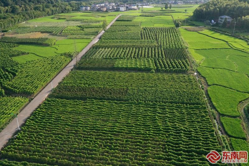 建阳麻沙：千亩淮山即将迎来成熟季