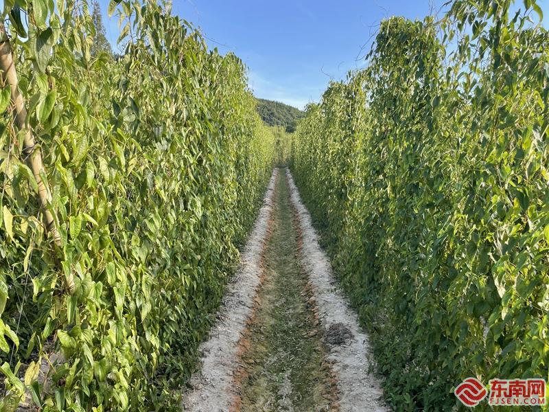 福建江坝村淮山_江坝村淮山种植技术_淮山的种植方法