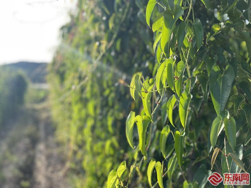 淮山的种植方法_福建江坝村淮山_江坝村淮山种植技术