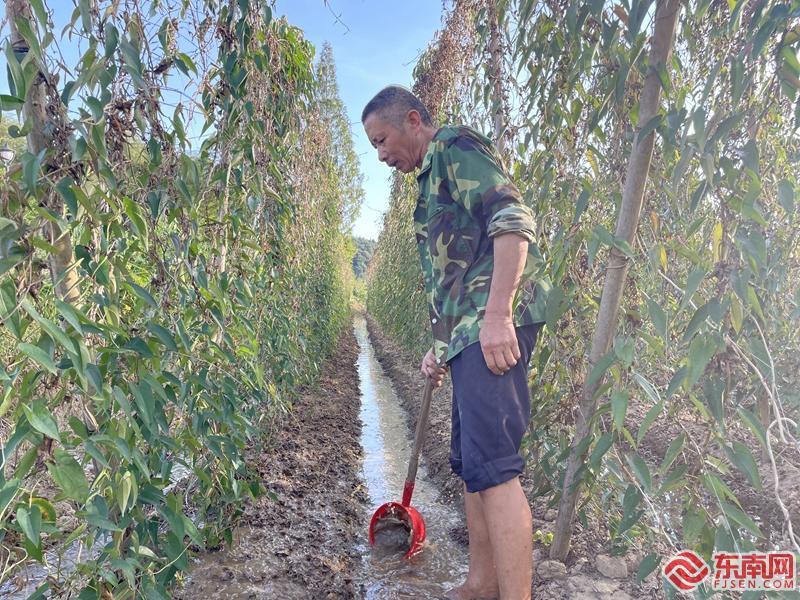 淮山的种植方法_江坝村淮山种植技术_福建江坝村淮山