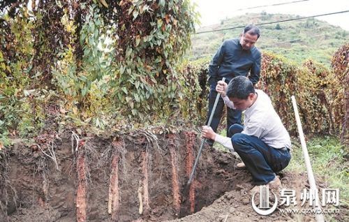 安溪万亩淮山迎丰收季 成片淮山田颇为壮观(图)