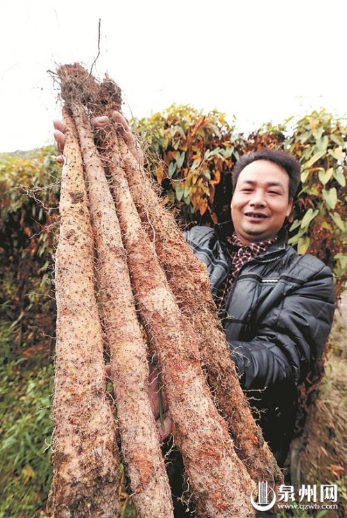 安溪万亩淮山迎丰收季 成片淮山田颇为壮观(图)(图2) 淮山的种植方法_淮山种植技巧与指导_安溪县淮山种植面积