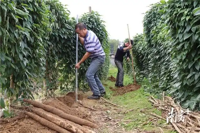 阳山七拱淮山开挖！价格好收入增，村民喜迎丰收