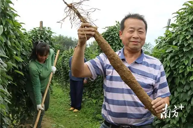淮山的种植方法_七拱淮山产业发展_阳山七拱淮山种植