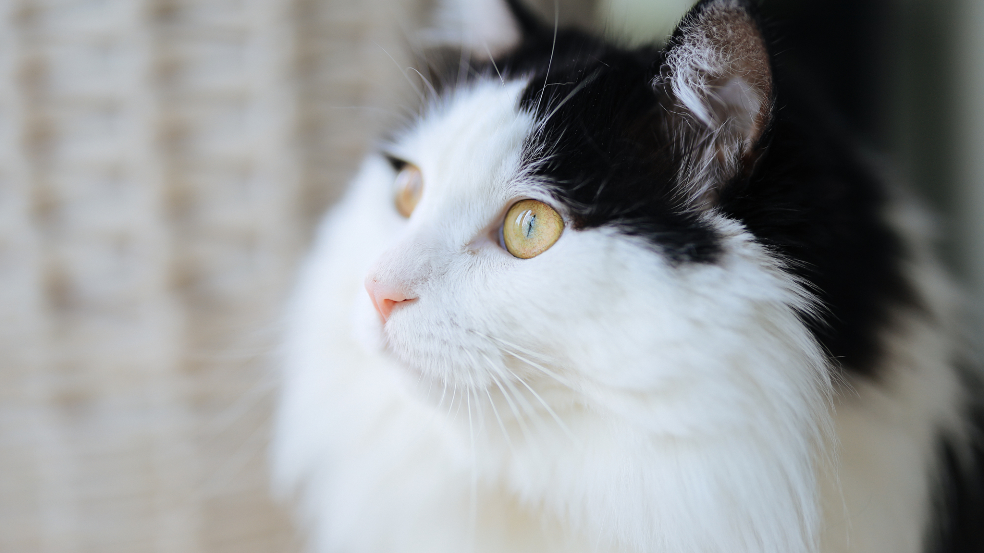 佳能RF50mm F1.2L USM无反标准定焦镜头的不二选择(图2) 佳能最新镜头_佳能RF 50mm F1.2L USM全开光圈画质_RF 50mm F1.2L USM暗光室内拍摄表现