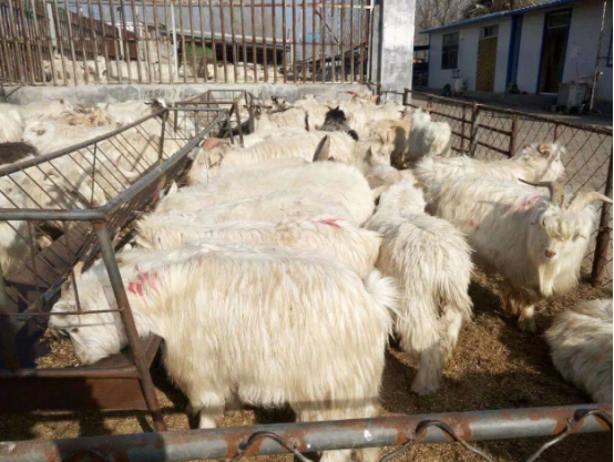 山东省饲料工业有限公司