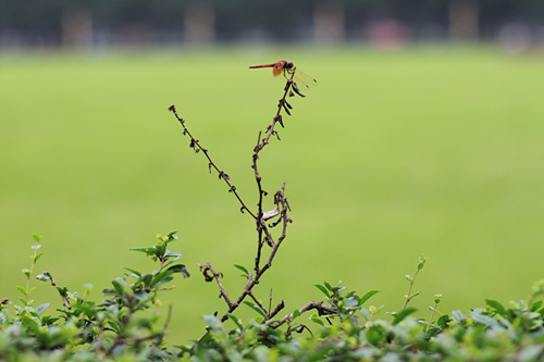 全高清视频单反 佳能500D评测(图87) 佳能500D样张