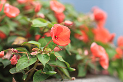 全高清视频单反 佳能500D评测(图91) 佳能500D样张