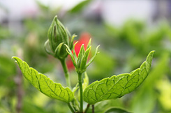 全高清视频单反 佳能500D评测(图93) 佳能500D样张