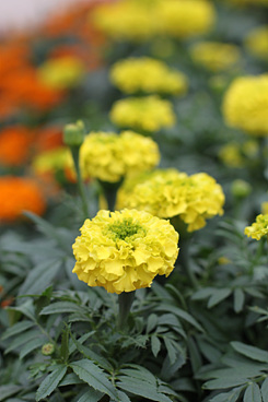 全高清视频单反 佳能500D评测(图94) 佳能500D样张