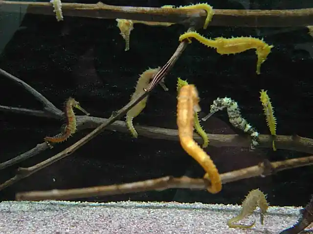 如何人工养殖海马