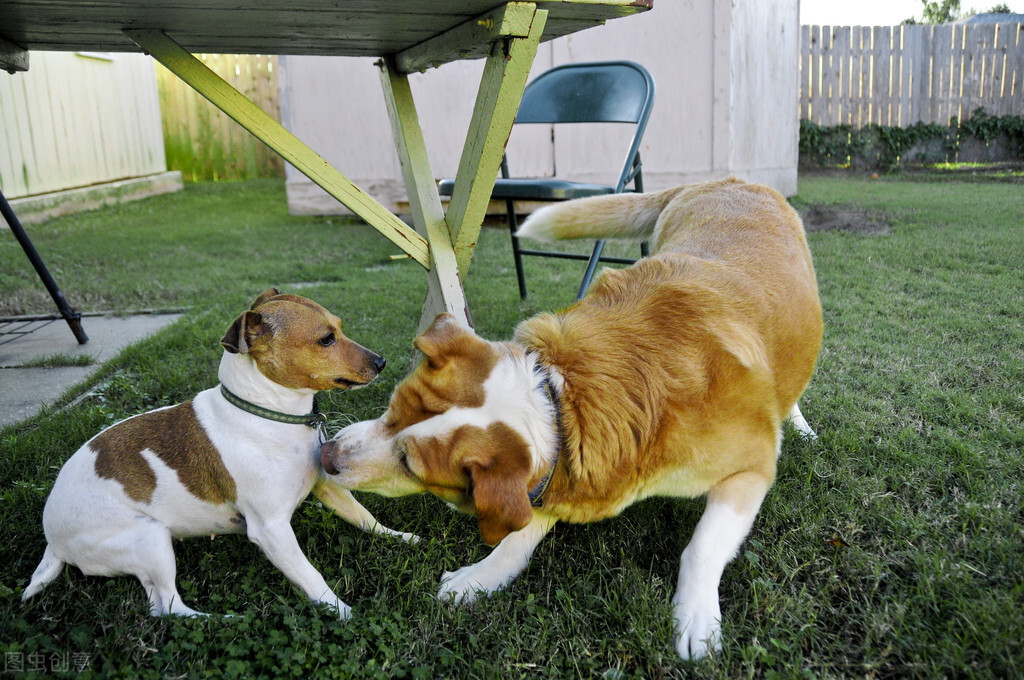 预防狗狗皮肤病_治疗狗狗皮肤病攻略_治疗螨虫性皮炎方法
