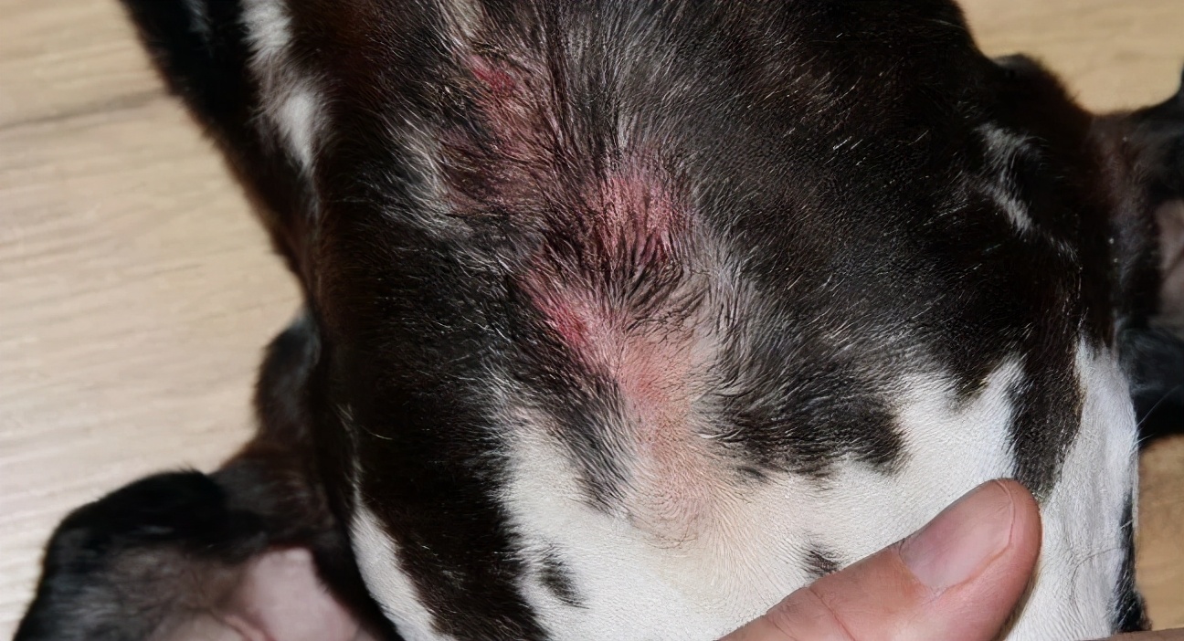预防狗狗皮肤病_治疗狗狗皮肤病攻略_治疗螨虫性皮炎方法