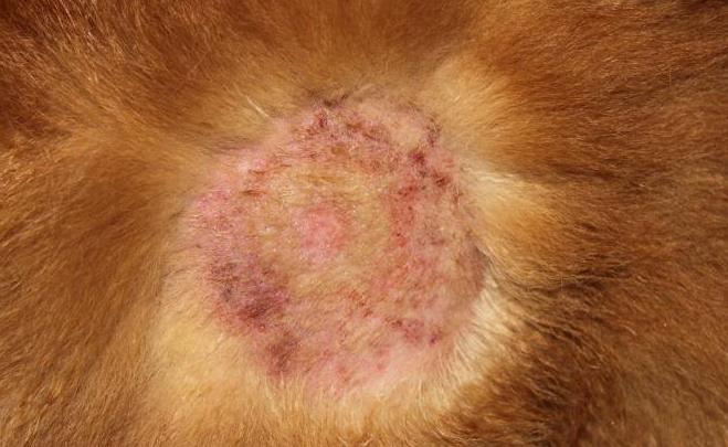 治疗螨虫性皮炎方法_治疗狗狗皮肤病攻略_预防狗狗皮肤病