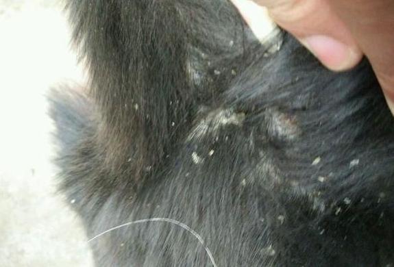 治疗螨虫性皮炎方法_治疗狗狗皮肤病攻略_预防狗狗皮肤病