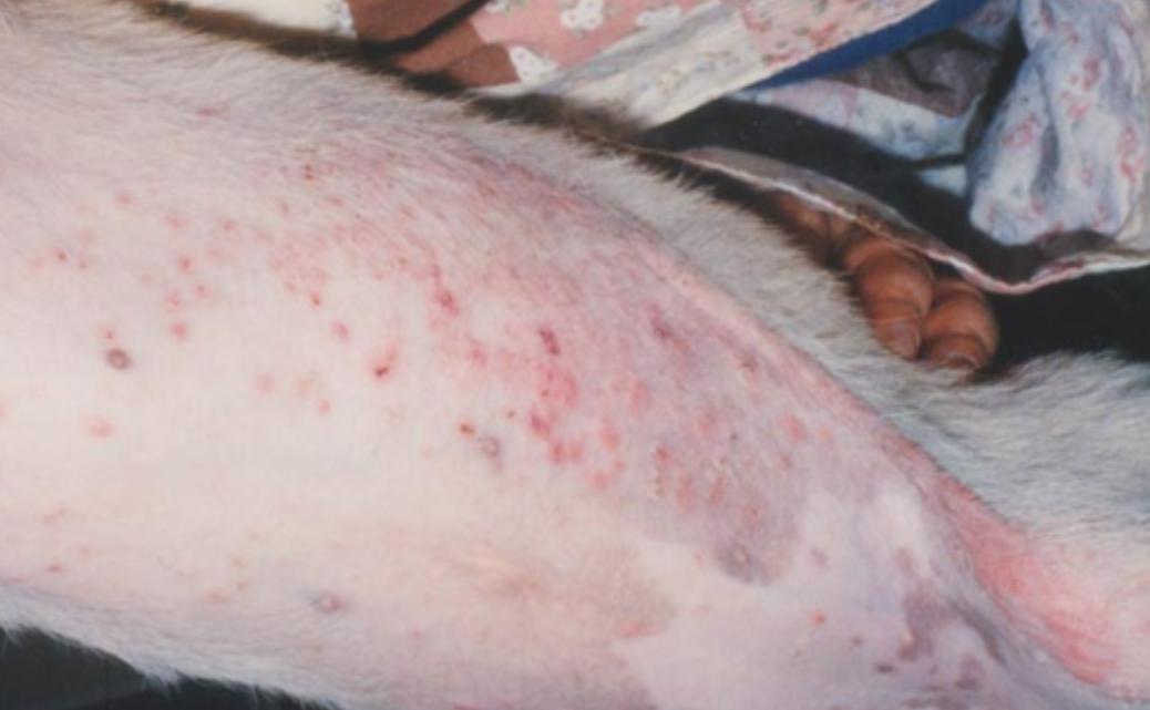 治疗狗狗皮肤病攻略_治疗螨虫性皮炎方法_预防狗狗皮肤病