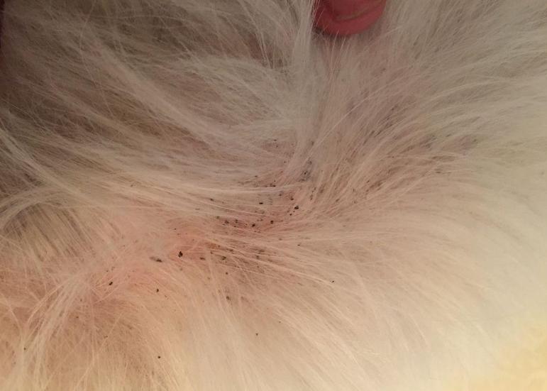 预防狗狗皮肤病_治疗螨虫性皮炎方法_治疗狗狗皮肤病攻略