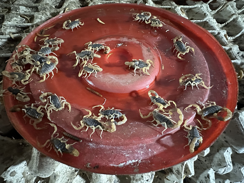 洛阳润涛养殖有限公司蝎子养殖_蝎子养殖技术培训_蝎子价格2025