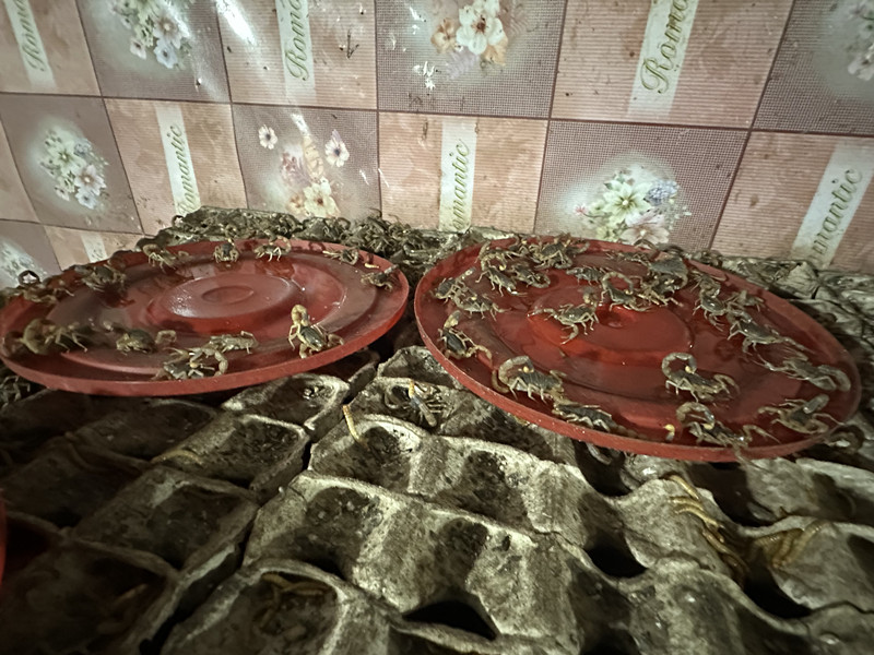 蝎子价格2025_洛阳润涛养殖有限公司蝎子养殖_蝎子养殖技术培训