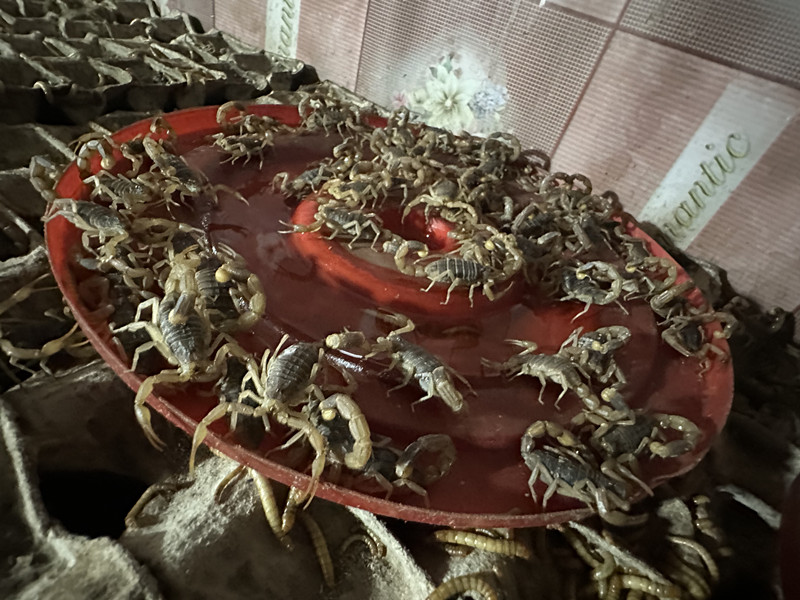 蝎子价格2025_洛阳润涛养殖有限公司蝎子养殖_蝎子养殖技术培训