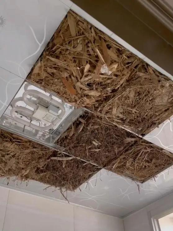 别大意!有人家里的卫生间被“入侵”了,吊顶上面让人大呼意外(图12) 卫生间噪音异响解决方法_pvc扣板吊顶怎么拆_集成吊顶安装止逆阀