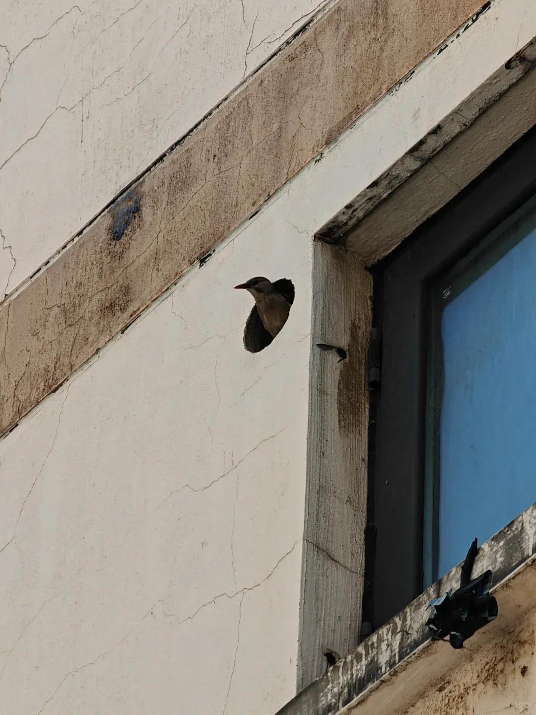 别大意!有人家里的卫生间被“入侵”了,吊顶上面让人大呼意外(图10) pvc扣板吊顶怎么拆_卫生间噪音异响解决方法_集成吊顶安装止逆阀