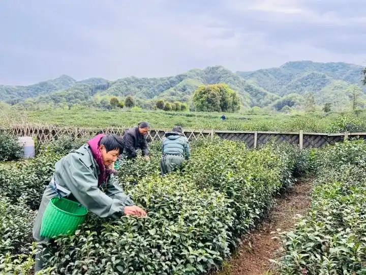 明前茶收工，谷雨茶上新，钱塘龙井批发价一夜跌破500元