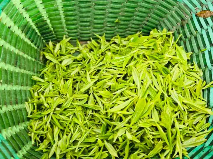 龙井茶茶叶价钱如何_杭州龙井茶采摘价格_钱塘产区龙井茶行情