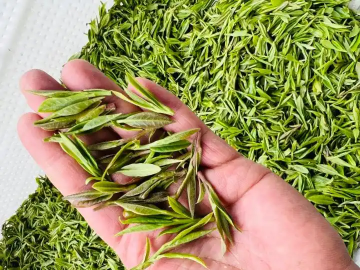 钱塘产区龙井茶行情_杭州龙井茶采摘价格_龙井茶茶叶价钱如何