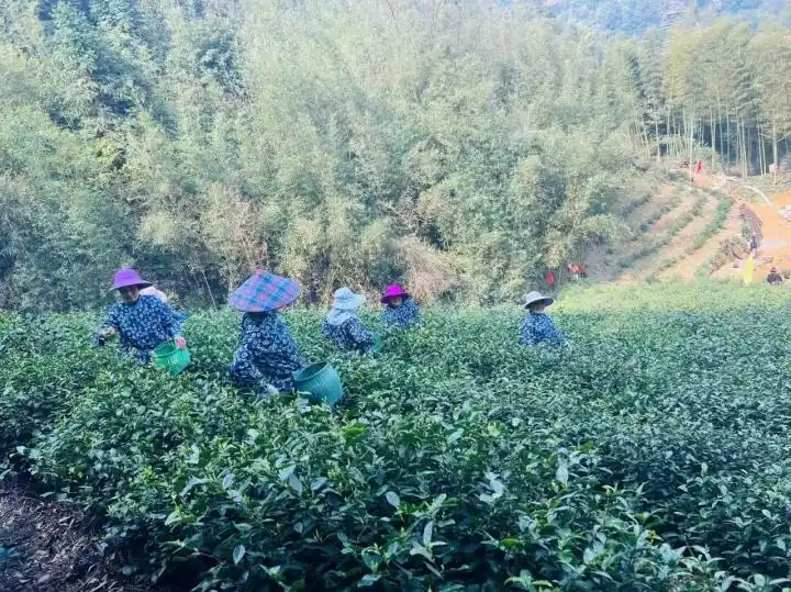 杭州龙井茶采摘价格_钱塘产区龙井茶行情_龙井茶茶叶价钱如何